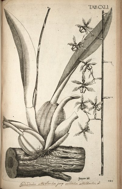 Illustration de Oncidium abruptum (syn. Epidendrum altissimum Jacq) - Nikolaus Joseph von Jacquin